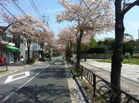 江東区で不用品回収の帰り道での桜の写真